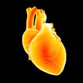 Human Heart anterior view